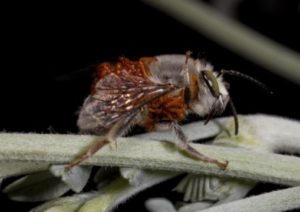 Beetle adapts chemical mimicry to parasitize different bee species — ScienceDaily