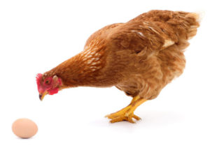 Quantum weirdness in ‘rooster or egg’ paradox — ScienceDaily