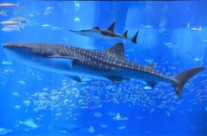 Combination blood, tissue test reveals whale shark diets — ScienceDaily