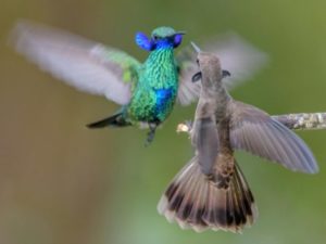 Some male hummingbirds have weaponized their payments, making them less efficient feeders — ScienceDaily