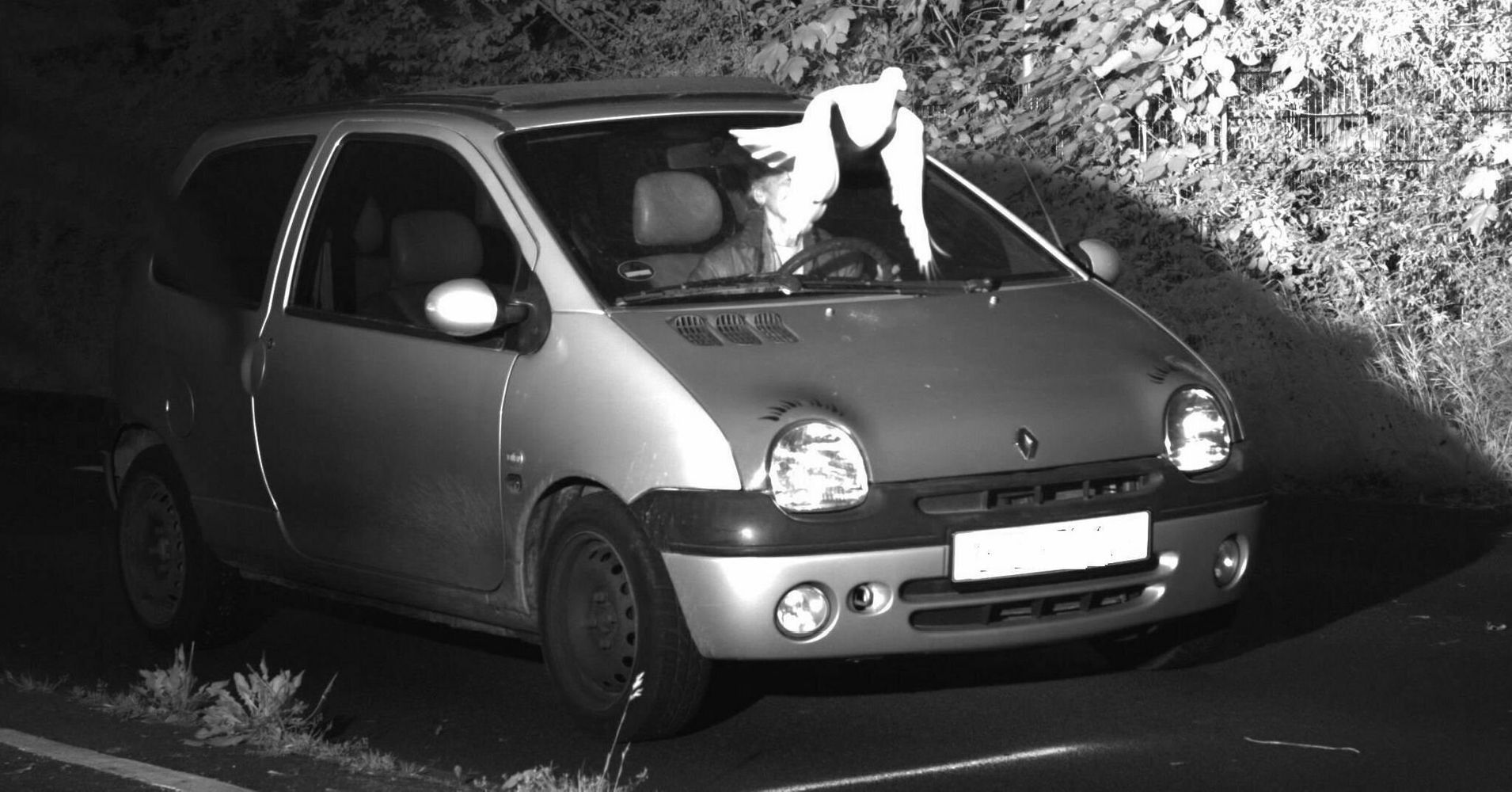 ‘Guardian Angel’ Pigeon Helps Driver Avoid Speeding Ticket
