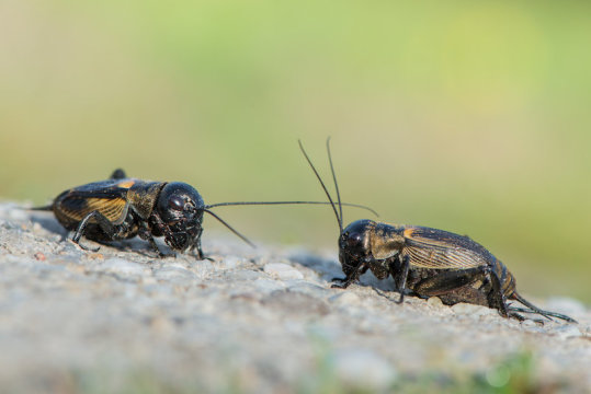 Older male crickets attract more females — but mate less — ScienceDaily